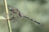 J17_1424 Orthetrum trinacria female